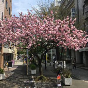 東京 自由が丘 八重桜